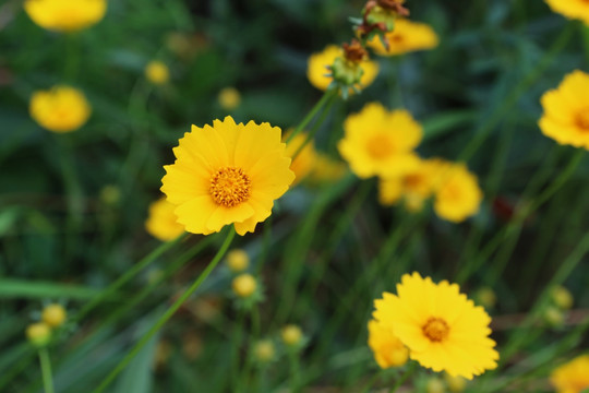 盛开的黄色花卉金盏花