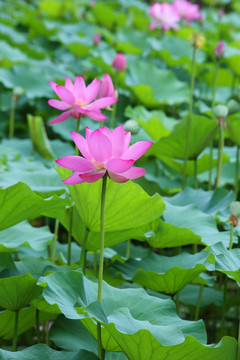 荷花池中盛开的粉红色荷花花朵