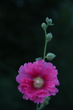 盛开成串的粉红色芙蓉花花朵