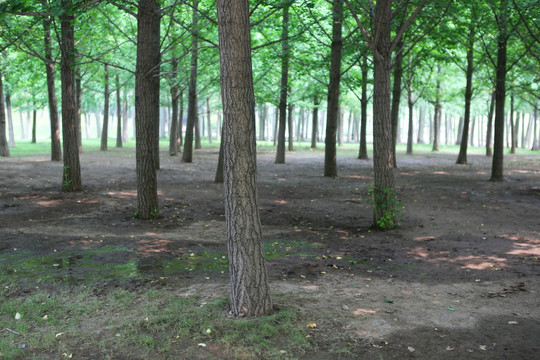 奥森森公公园园的的绿树林