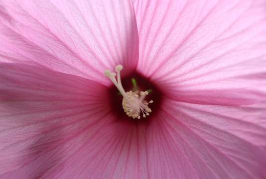 紫红色蜀蜀葵花花心花蕊朵花