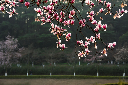 玉兰花