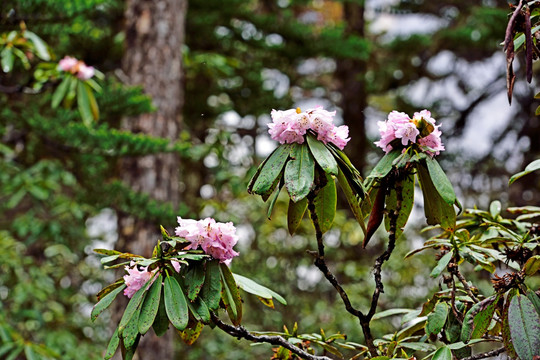 杜鹃花 杜鹃林 高山杜鹃花