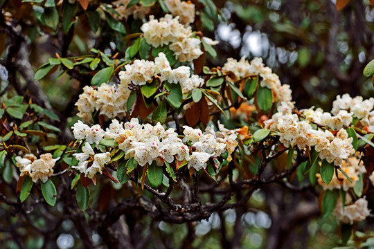 杜鹃花 杜鹃林 高山杜鹃花