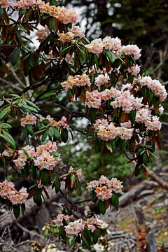 杜鹃花 杜鹃林 高山杜鹃花