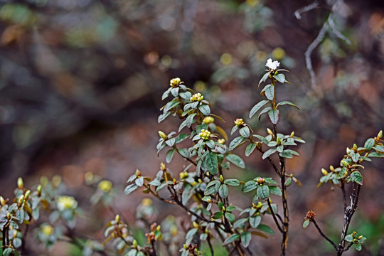 杜鹃花 杜鹃林 高山杜鹃花