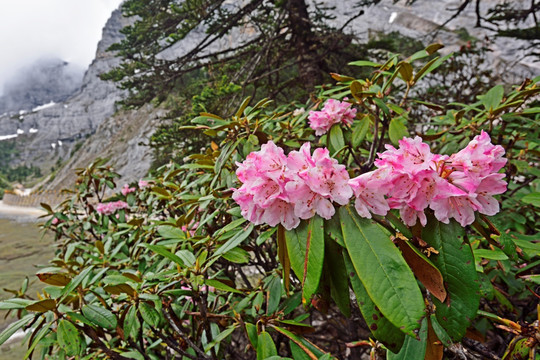 杜鹃花 杜鹃林 高山杜鹃花