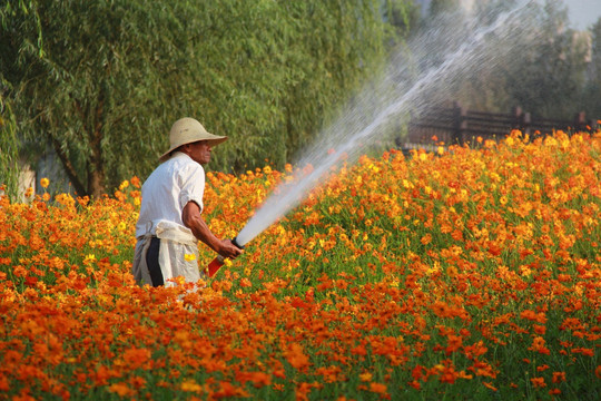 花农给花喷水撒水