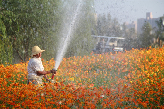 花农给花喷水撒水