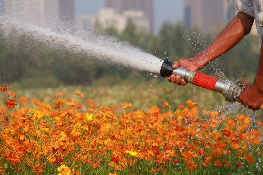 花农给花喷水撒水