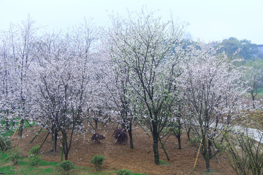 玉湖公园樱花