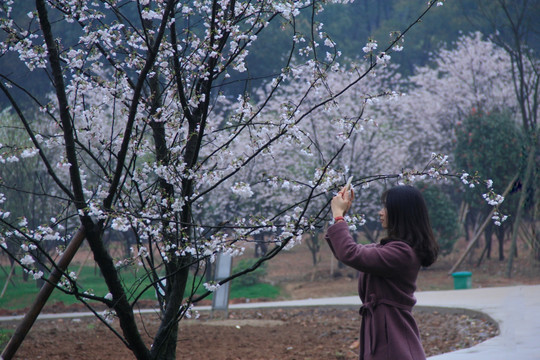 手机摄影拍花