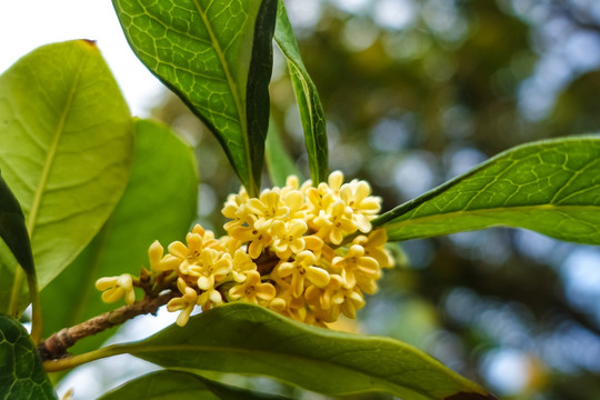 桂花特写高清素材