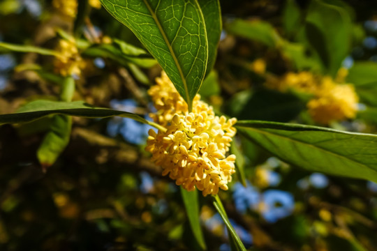 桂花特写高清素材