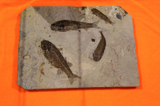 鱼化石