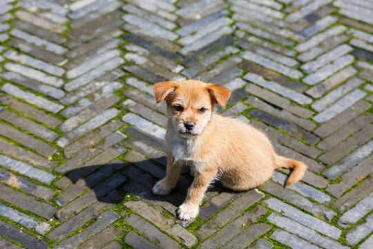 中华田园犬