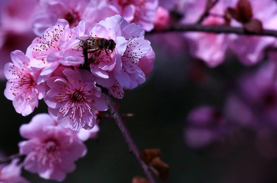 梅花