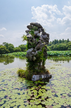 杭州西湖小瀛洲 太湖石