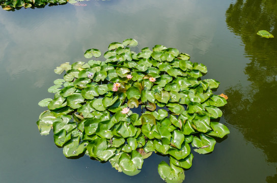 西湖睡莲 西湖荷花 曲院风荷