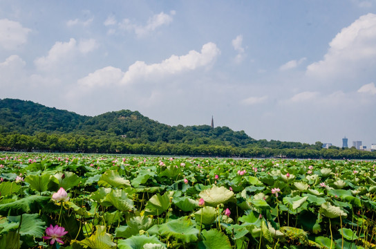 杭州西湖 西湖风光