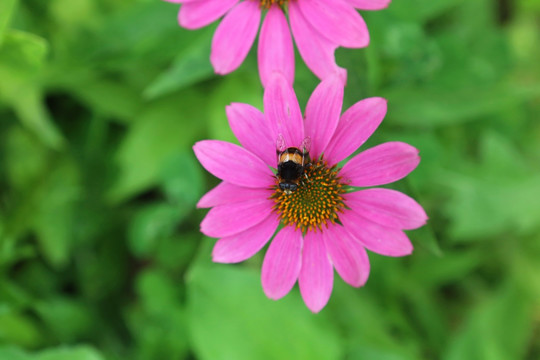 小蜜蜂在紫色天人菊花上采蜜