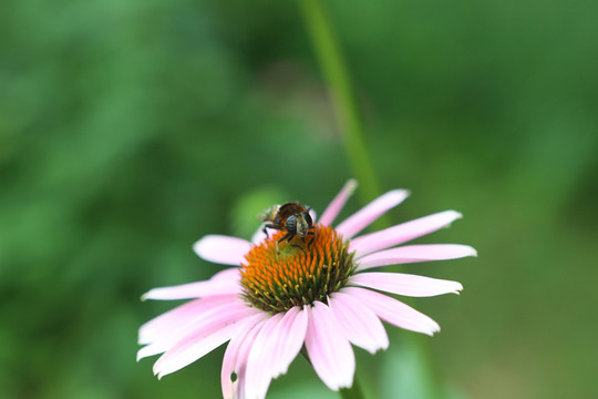 小蜜蜂在天人菊花朵上采蜜