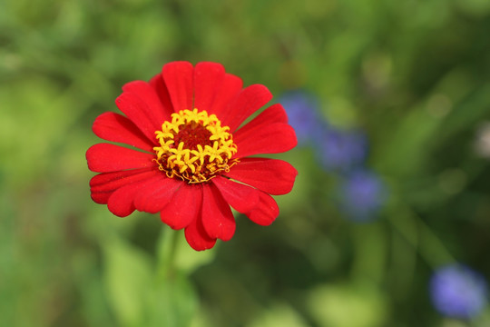 红色的百日菊花花朵