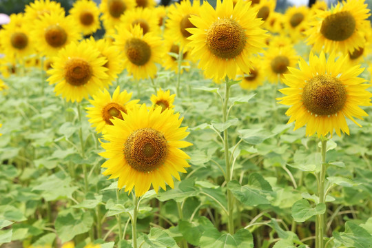 盛开的太阳花向日葵花花海