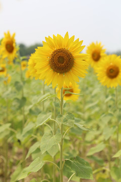 田地里怒放的向日葵花