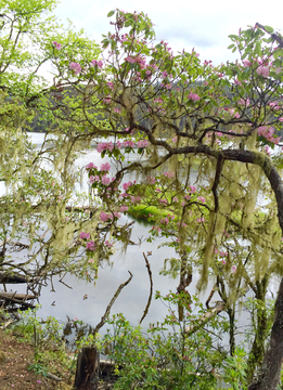 湖畔杜鹃花