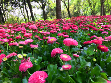 雏菊