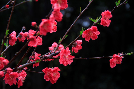 桃花