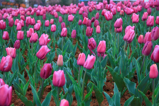 湖南省植物园郁金香花海