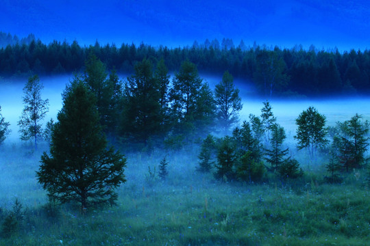 绿色树林夜雾升腾