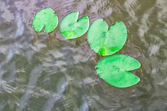 水面绿叶
