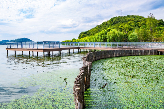 湖边菱角