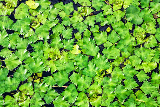 欧菱 浮萍 水草 绿藻 菱角