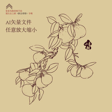 新會小青柑 青柑 柑普茶包裝