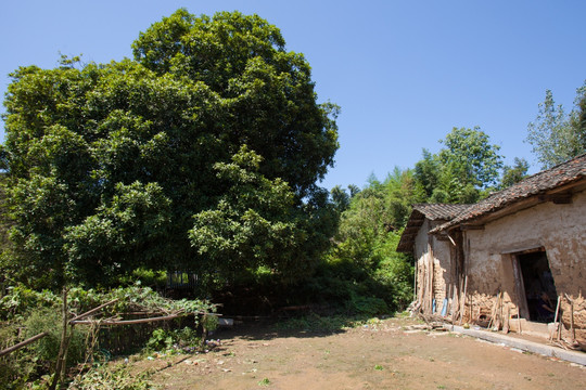 乡村风光 桂花树