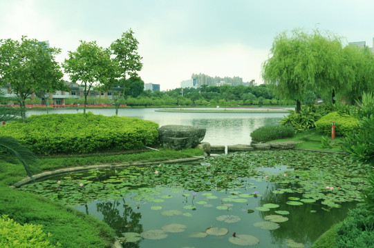 雨后荷花池