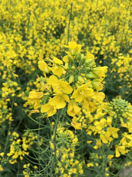 贵阳市小车河湿地公园油菜花