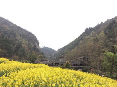 贵阳市小车河湿地公园油菜花