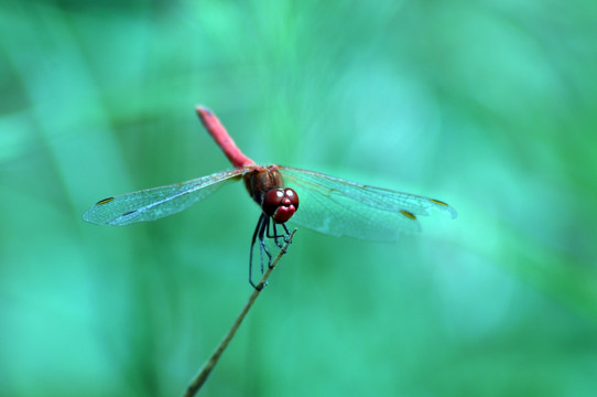 红蜻蜓