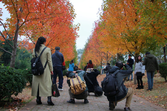 湖南农业大学两排美国红枫叶