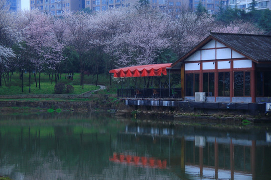 王陵公园樱花