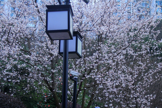 王陵公园樱花