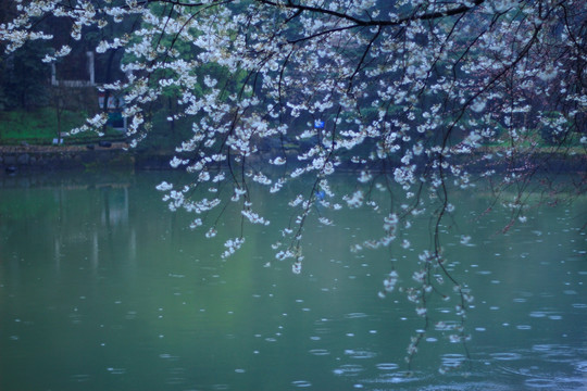 雨中樱花