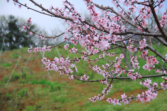 大围山桃花