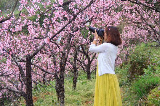 美女摄影师拍桃花