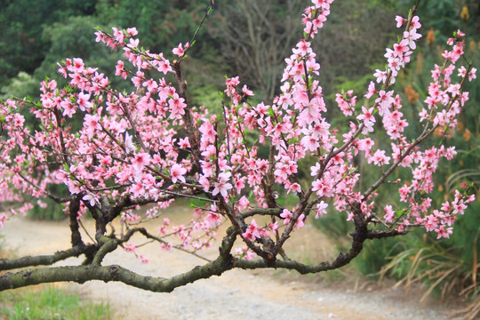 大围山桃花